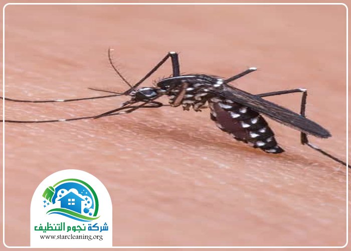 شركة مكافحة البعوض بالرياض 5 شركة مكافحة البعوض بالرياض