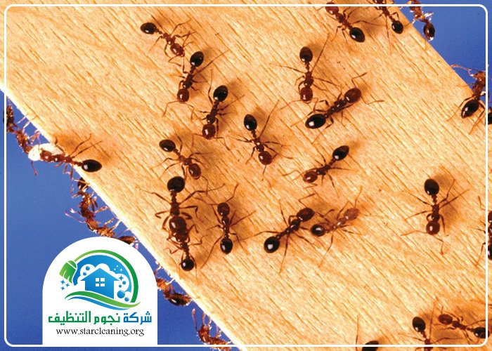 شركة مكافحة النمل الاسود بالرياض 3 شركة مكافحة النمل الاسود بالرياض