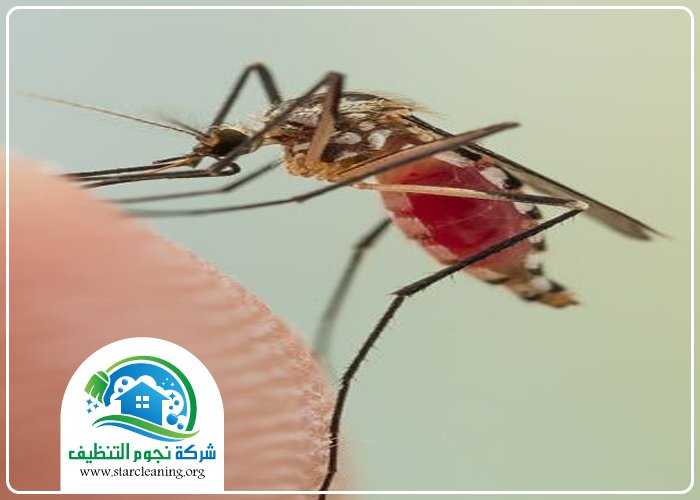 شركة مكافحة البعوض بالرياض 4 شركة مكافحة البعوض بالرياض