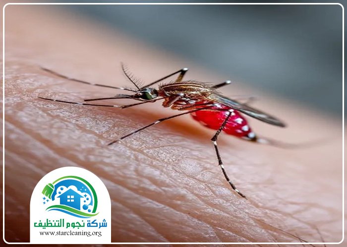 شركة مكافحة البعوض بالرياض