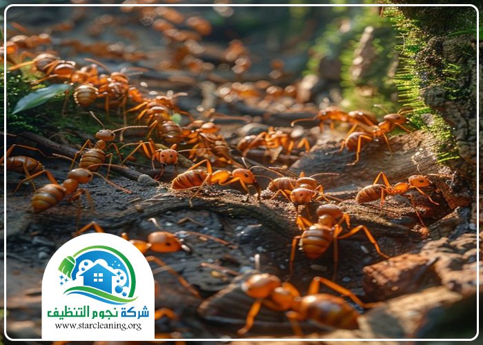 شركة مكافحة النمل الابيض بالرياض 3 شركة مكافحة النمل الابيض بالرياض