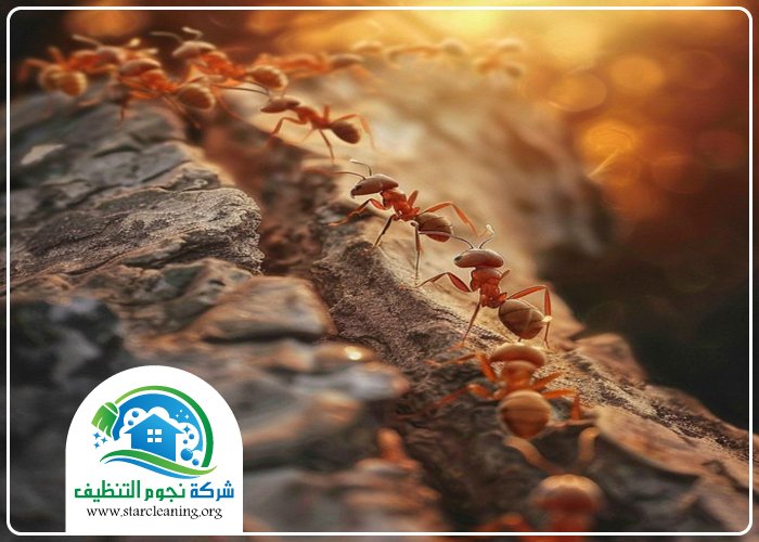 شركة مكافحة النمل الابيض بالرياض 4 شركة مكافحة النمل الابيض بالرياض