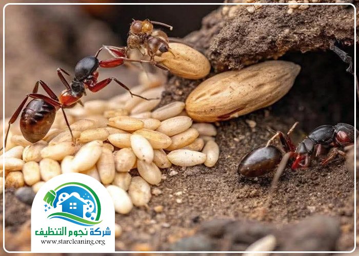 شركة مكافحة النمل الابيض بالرياض 5 شركة مكافحة النمل الابيض بالرياض