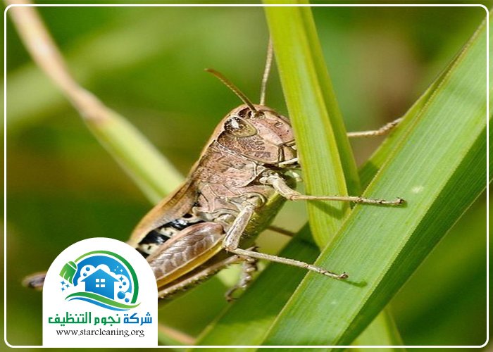 شركة مكافحة الجراد بالرياض 5 شركة مكافحة الجراد بالرياض
