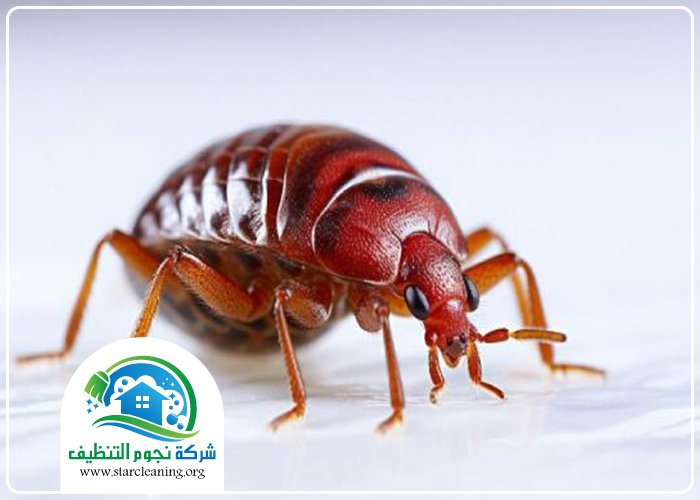 شركة مكافحة البق بالرياض 3 شركة مكافحة البق بالرياض
