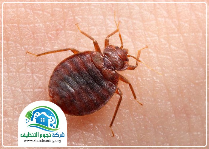 شركة مكافحة النمل الابيض