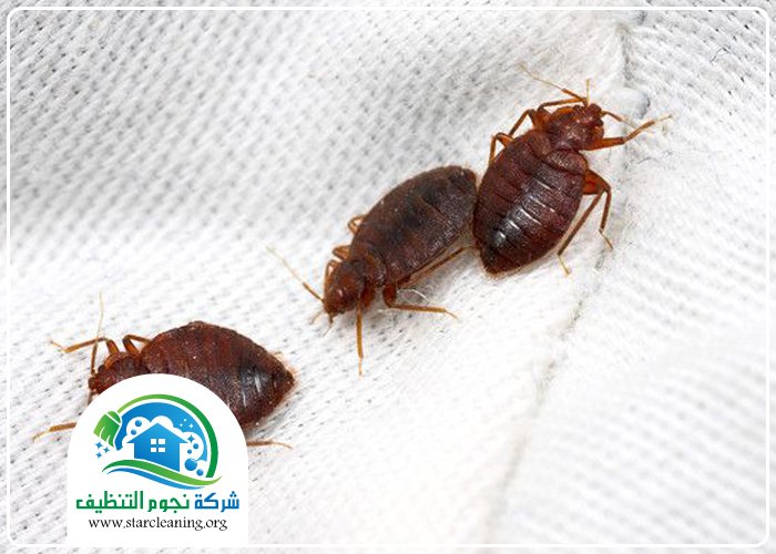 شركة مكافحة البق بالرياض 4 شركة مكافحة البق بالرياض