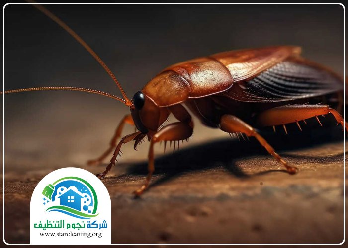شركة مكافحة الصراصير بالرياض 3 شركة مكافحة الصراصير بالرياض