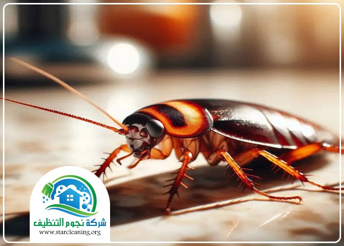 شركة مكافحة الصراصير بالرياض 4 شركة مكافحة الصراصير بالرياض