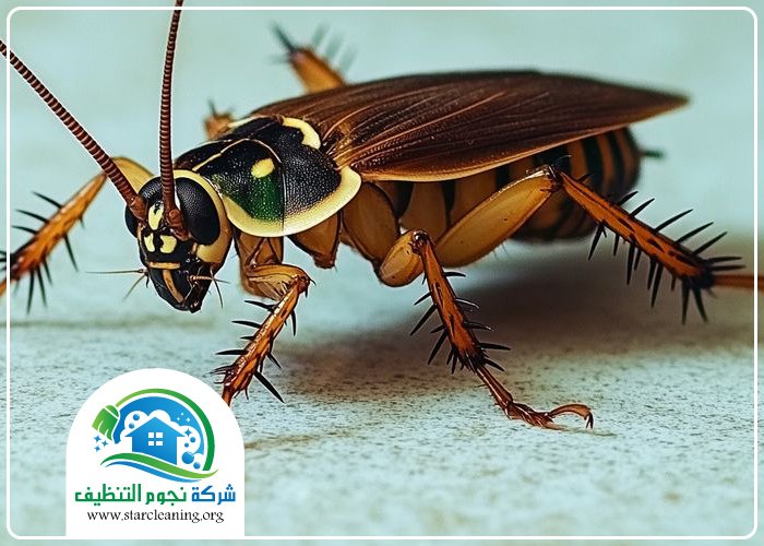 شركة مكافحة الصراصير بالرياض 5 شركة مكافحة الصراصير بالرياض