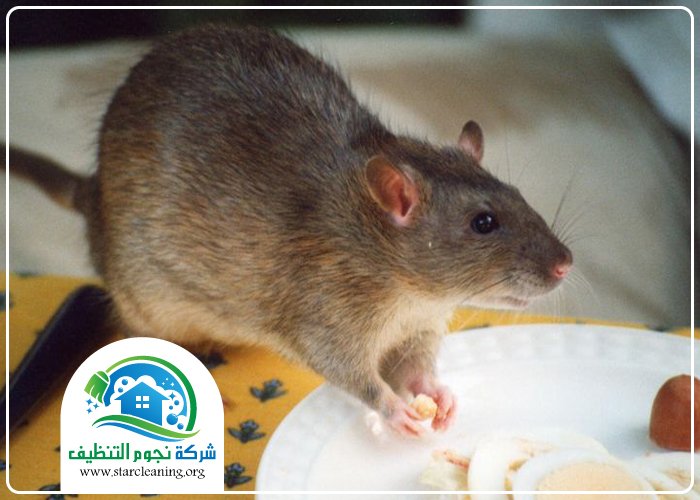 شركة مكافحة الفئران بالرياض 5 شركة مكافحة الفئران بالرياض