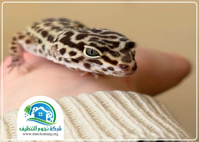 شركة مكافحة الوزغ بالرياض 3 شركة مكافحة الوزغ بالرياض